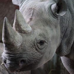 1500 Rand World Rhino Day No Deposit Bonus