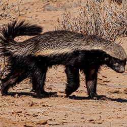 10 Things You Probably Don’t Know About South Africa’s Honey Badger