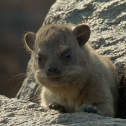 Springbok Casino Shares Fascinating Facts About South Africa’s Rock Hyraxes