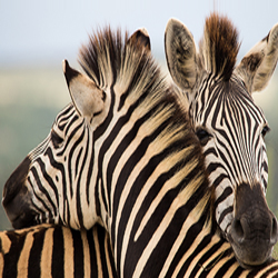 Springbok Casino’s Zebra Time Feature Answers Questions About One of South Africa’s Iconic Animals