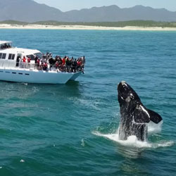 Springbok Casino Gives Whale Watching Tips asSouthern Right Whales Return to South Africa’s Coast